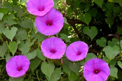 Ipomoea pedicellaris; Photo credit: A.L. Reina-G., T.R. Van Devender