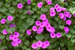 Ipomoea pedicellaris; Photo credit: A.L. Reina-G., T.R. Van Devender