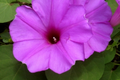 Ipomoea pedicellaris; Photo credit: A.L. Reina-G., T.R. Van Devender