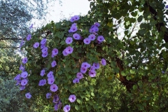 Ipomoea pedicellaris; Photo credit: JesÃºs SÃ¡nchez-Escalante (2)