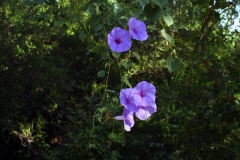Ipomoea pedicellaris; Photo credit: JesÃºs SÃ¡nchez-Escalante (2)