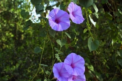 Ipomoea pedicellaris; Photo credit: JesÃºs SÃ¡nchez-Escalante (2)