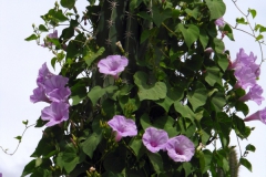 Ipomoea pedicellaris; Photo credit: JesÃºs SÃ¡nchez-Escalante (1)
