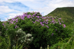 Ipomoea pedicellaris; Photo credit: JesÃºs SÃ¡nchez-Escalante (1)
