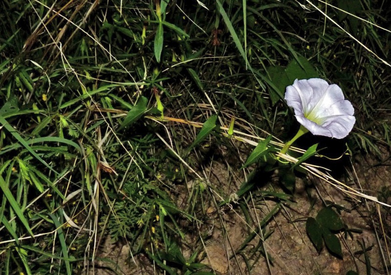 Ipomoea thurberi; Photo credit: JesÃºs SÃ¡nchez-Escalante.