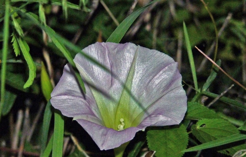 Ipomoea thurberi; Photo credit: JesÃºs SÃ¡nchez-Escalante.