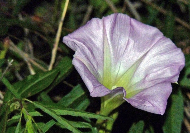 Ipomoea thurberi; Photo credit: JesÃºs SÃ¡nchez-Escalante.