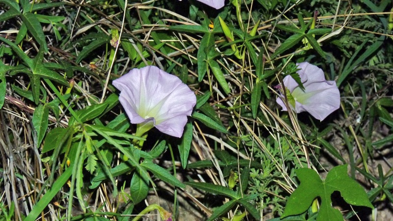 Ipomoea thurberi; Photo credit: JesÃºs SÃ¡nchez-Escalante.