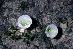 Ipomoea thurberi; Photo credit: Dan Austin