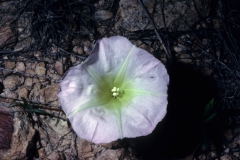 Ipomoea thurberi; Photo credit: Dan Austin