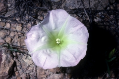 Ipomoea thurberi; Photo credit: Dan Austin