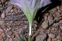 Ipomoea thurberi; Photo credit: Dan Austin