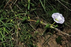 Ipomoea thurberi; Photo credit: JesÃºs SÃ¡nchez-Escalante.