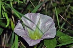 Ipomoea thurberi; Photo credit: JesÃºs SÃ¡nchez-Escalante.