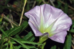Ipomoea thurberi; Photo credit: JesÃºs SÃ¡nchez-Escalante.