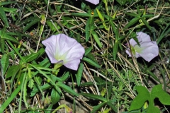 Ipomoea thurberi; Photo credit: JesÃºs SÃ¡nchez-Escalante.