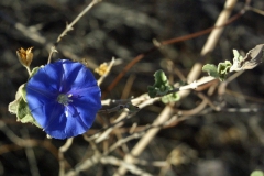 Jacquemontia abutiloides; Photo credit: JesÃºs SÃ¡nchez-Escalante