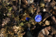 Jacquemontia abutiloides; Photo credit: JesÃºs SÃ¡nchez-Escalante