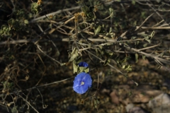 Jacquemontia abutiloides; Photo credit: JesÃºs SÃ¡nchez-Escalante