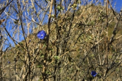 Jacquemontia abutiloides; Photo credit: JesÃºs SÃ¡nchez-Escalante