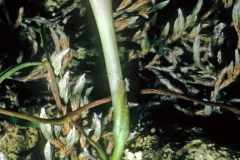 Ipomoea tenuiloba; Photo credit: Dan Austin