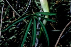 Ipomoea tenuiloba; Photo credit: Dan Austin