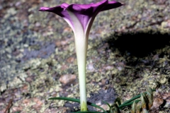 Ipomoea tenuiloba; Photo credit: Dan Austin