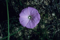 Ipomoea tenuiloba; Photo credit: Dan Austin