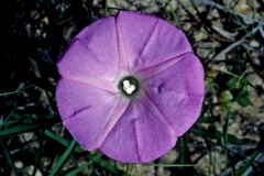 Ipomoea tenuiloba; Photo credit: Dan Austin