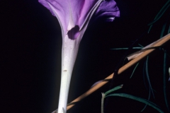Ipomoea tenuiloba; Photo credit: Dan Austin
