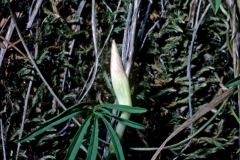 Ipomoea tenuiloba; Photo credit: Dan Austin