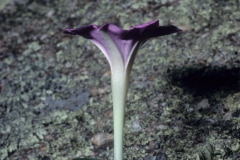 Ipomoea tenuiloba; Photo credit: Dan Austin