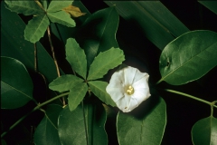 Merremia quinquefolia; Photo credit: Dan Austin (1)