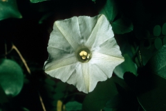 Merremia quinquefolia; Photo credit: Dan Austin (2)