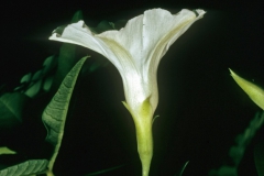 Merremia quinquefolia; Photo credit: Dan Austin (1)