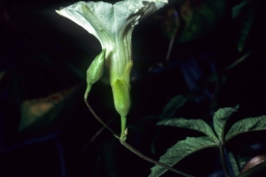 Merremia quinquefolia; Photo credit: Dan Austin (3)