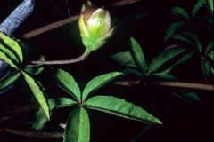 Merremia quinquefolia; Photo credit: Dan Austin (3)