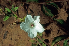 Merremia cissoides; Photo credit Daniel Austin (1)
