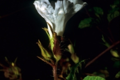 Merremia cissoides; Photo credit Daniel Austin (1)