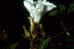 Merremia cissoides; Photo credit Daniel Austin (1)