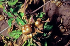 Merremia cissoides; Photo credit Daniel Austin (1)