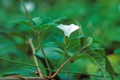 Merremia cissoides; Photo credit Daniel Austin (2)