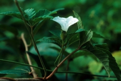 Merremia cissoides; Photo credit Daniel Austin (2)