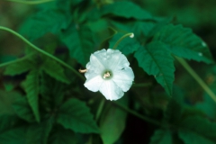 Merremia cissoides; Photo credit Daniel Austin (2)