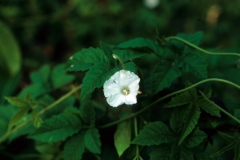 Merremia cissoides; Photo credit Daniel Austin (2)