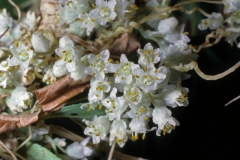 Cuscuta indecora (var. indecora). Photo credit: Dan Austin