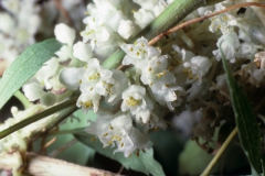 Cuscuta indecora (var. indecora). Photo credit: Dan Austin