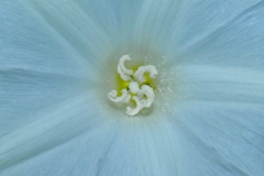 Photo credit: Tom Van Devender; ID-ed by Ronald Kushner