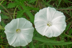 Photo credit: Tom Van Devender; ID-ed by Ronald Kushner