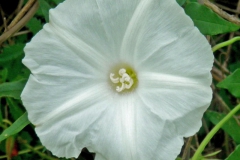 Photo credit: Tom Van Devender; ID-ed by Ronald Kushner